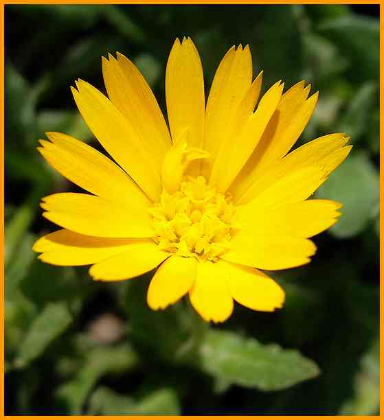 Acker-Ringelblume Samen – Ca. 50 Samen, Calendula Arvensis, Samenfest, Seltenes Wildkraut